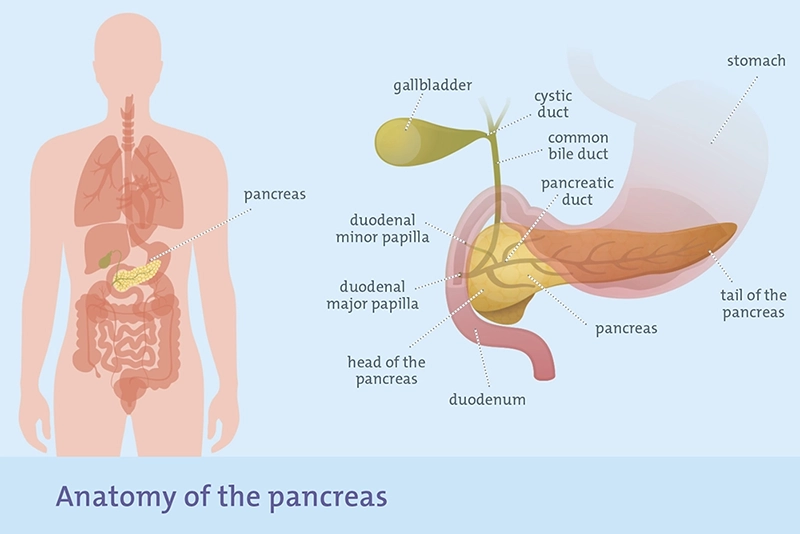 diagram of the pancreas and surrounding organs