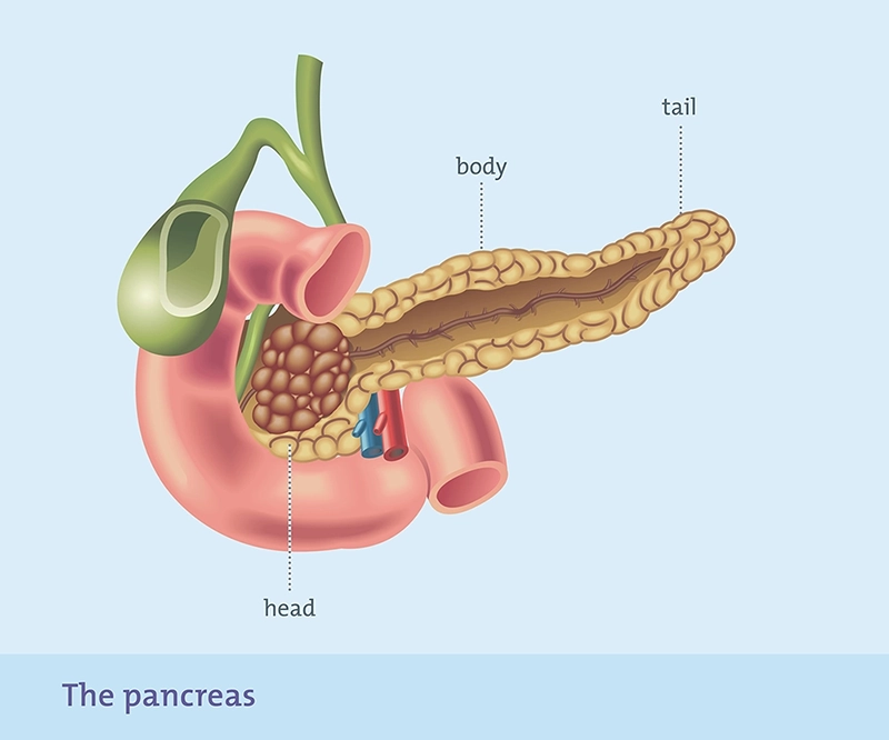 diagram of the pancreas